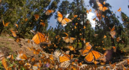 Mariposa Monarca: Como cuidarlas en su viaje por Nuevo León