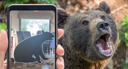 Oso negro sorprende a familia al entrar a su cocina en busca de comida en San Pedro | Video