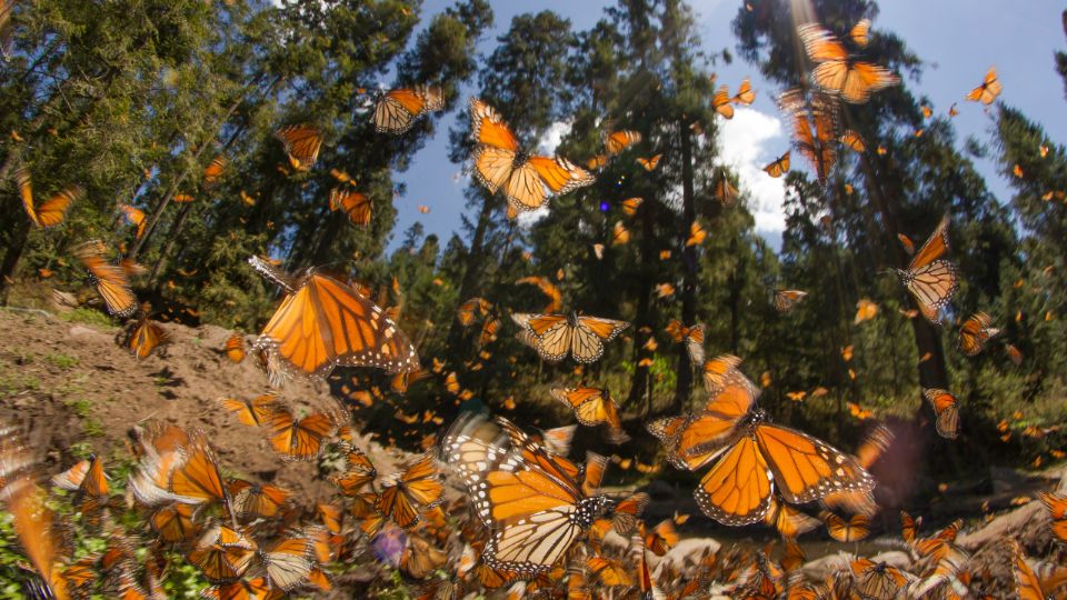 Mariposa Monarca: Como cuidarlas en su viaje por Nuevo León