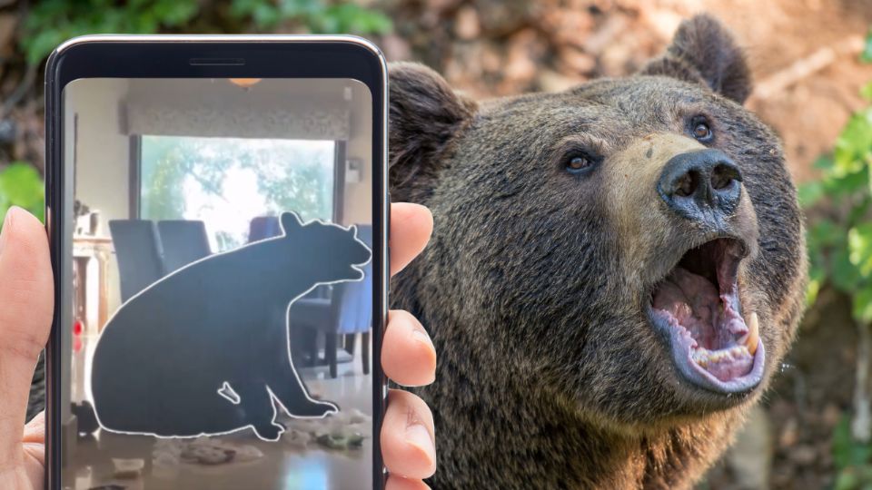 Oso negro sorprende a familia al entrar a su cocina en busca de comida en San Pedro