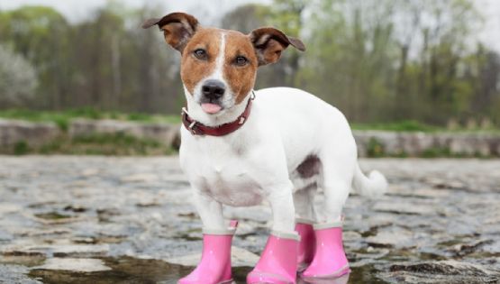 ¿Es bueno ponerle zapatos a tu perrito? Esto es lo que ocasiona en su salud