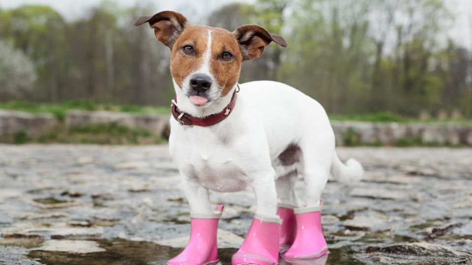 Perro con zapatos para lluvia.