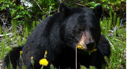 ¡Cuídado con el oso! Estos son los números para reportartar si ves uno cerca de tu domicilio