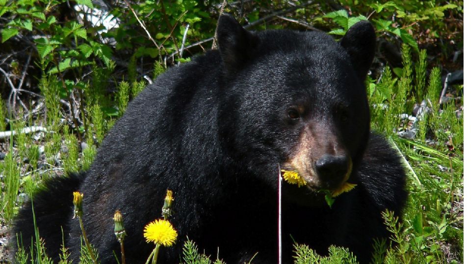 Esto es lo que debes hacer si ves un oso negro en las calles de Monterrey, Nuevo León.