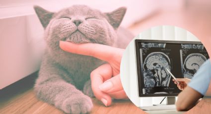 ¿Sabías que tener un gato como mascota trae beneficios a tu cerebro? Aquí todos los detalles