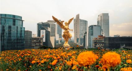 Llega el Festival de las Flores de Cempasúchil a Reforma, conoce todos los detalles