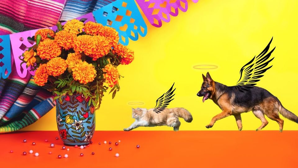 Ofrenda para mascotas, animales.