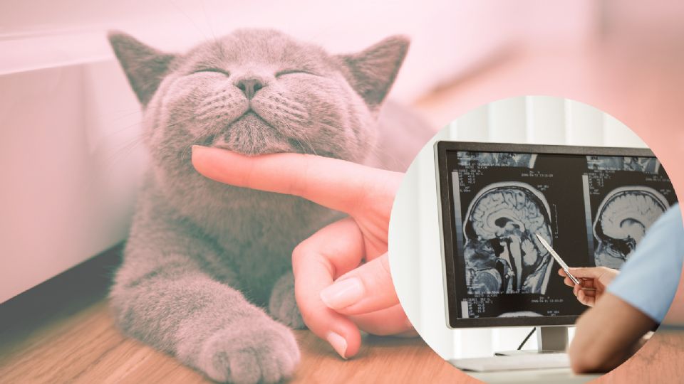 El estudio reveló que las personas que habían convivido con gatos tenían menor riesgo de sufrir infarto de miocardio que los que no vivían con felinos.