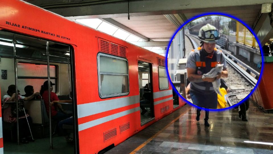 El Metro de la CDMX hizo grandes movimientos para rescatar a un pequeño gatito