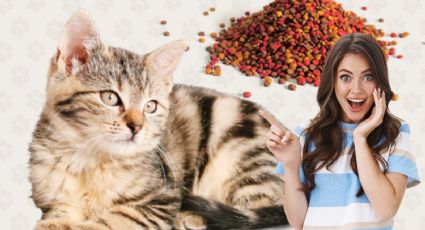 Las 3 mejores marcas de croquetas para gatos con las que debes alimentarlos