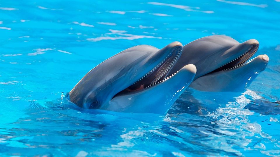 Los delfines se sonríen entre ellos mientras juegan; revela estudio.