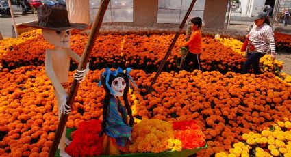 ¿En dónde comprar cempasúchil en CDMX? Todos los puntos de venta para este Día de Muertos 2024