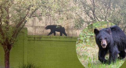 Captan a oso negro en Las Jacarandas de Monterrey