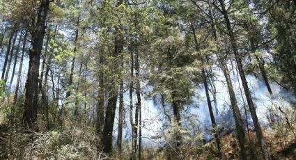 Profepa va por defensa de los bosques de agua