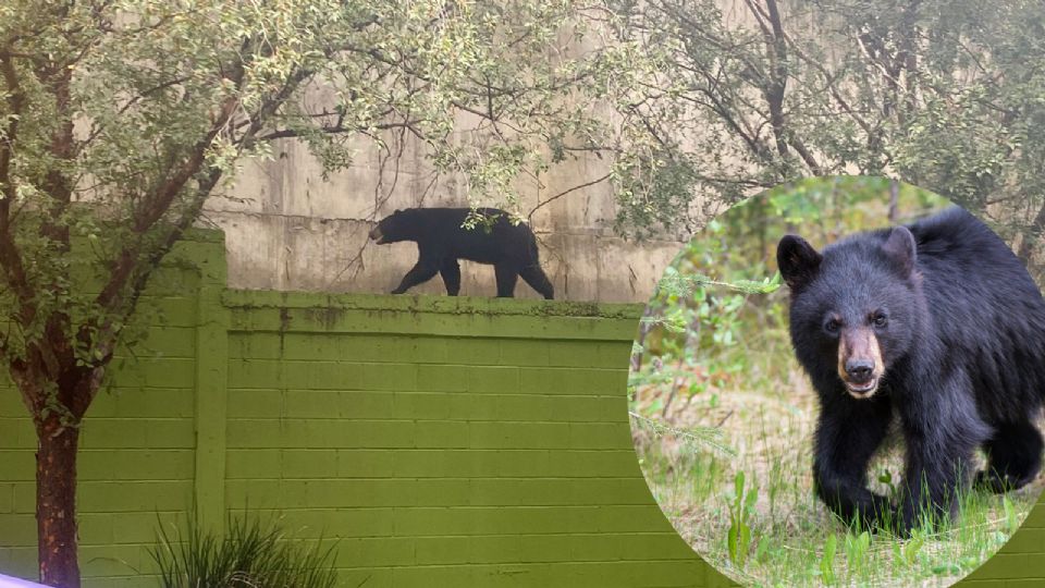 Tras ser acorralado por los elementos de Protección Civil Nuevo León, el oso volvió a internarse en las faldas del cerro.