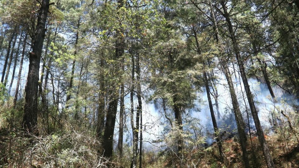 Profepa, anunció que se preparan acciones para proteger los llamados bosques de agua