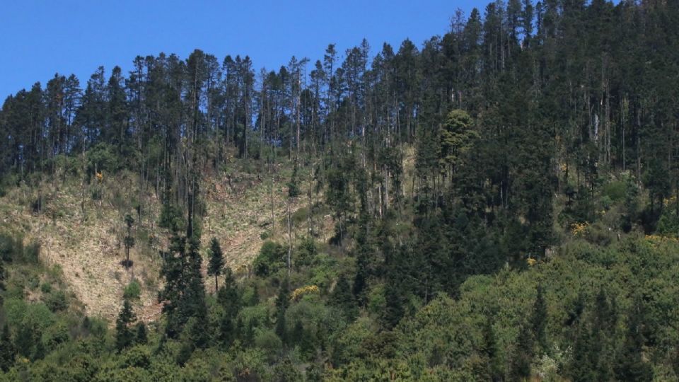 El bosque de agua rodea la CDMX.