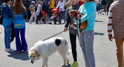 Congreso de la CDMX aprueba en comisiones considerar a animales como seres sintientes en código penal