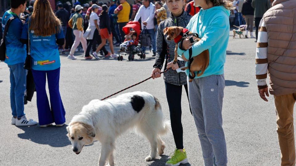 México es el tercer país a nivel mundial en la realización de prácticas de crueldad animal.