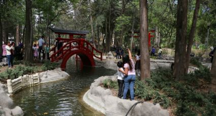 Conoce el Parque Masayoshi Ohira, un jardín japonés en CDMX que debes visitar