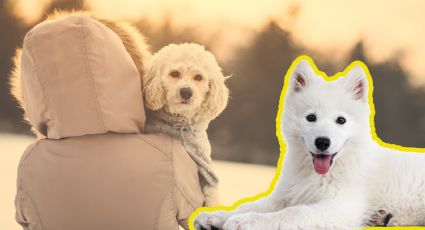 ¿Cómo cuidar a tus mascotas ante los cambios de temperatura?