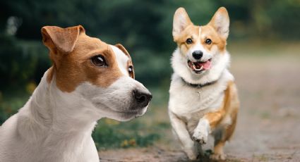 El compromiso de cuidar a las mascotas y la responsabilidad de tener un compañero peludo