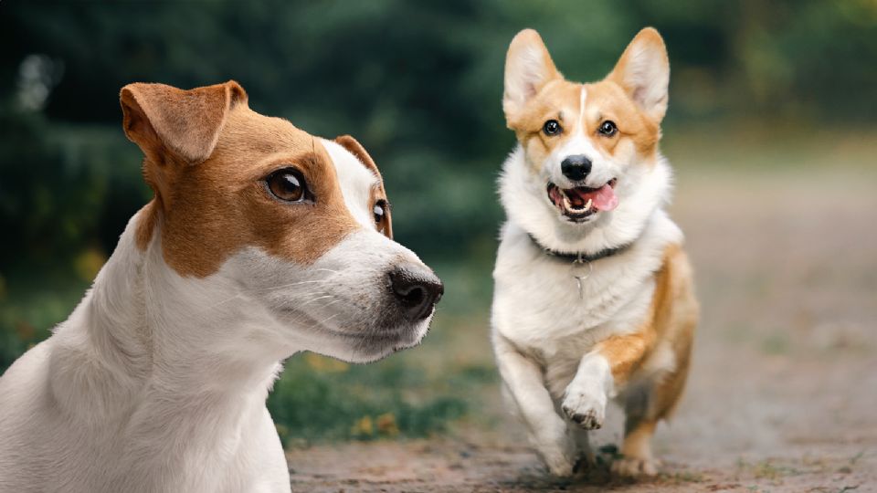 Según la doctora, tener una mascota es un lujo.