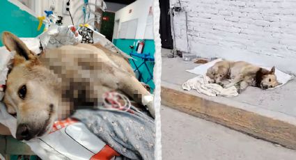 ¡Justicia para Elio! Fallece perrito a causa de 'sparring' en Hidalgo | VIDEO