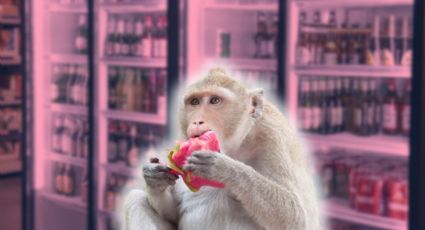 ¿Los animales consumen alcohol? Esto dice la ciencia