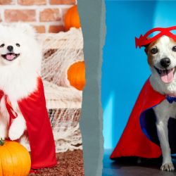 Halloween 2024: Los mejores disfraces de perritos en FOTOS