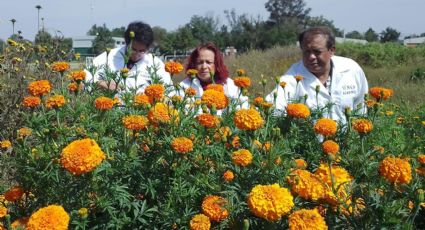 Cempasúchil: así se usa la tradicional flor de Día de Muertos para combatir el cáncer, según la UNAM