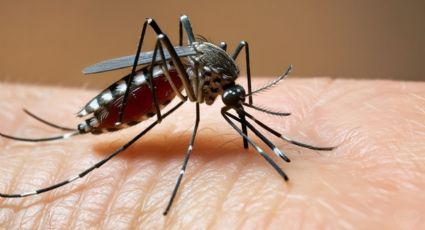 ¿Por qué está aumentando el dengue en Nuevo León y cómo prevenirlo?