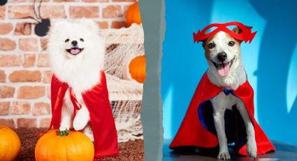 Halloween 2024: Los mejores disfraces de perritos en FOTOS