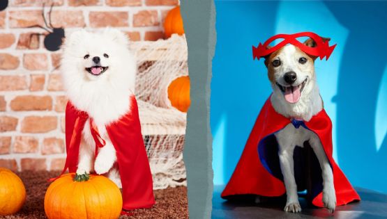 Halloween 2024: Los mejores disfraces de perritos en FOTOS