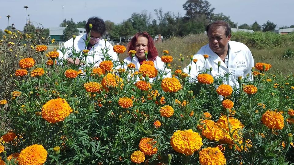 La flor de Cempasúchil, tradicional del Día de Muertos, se usa también para la ciencia.