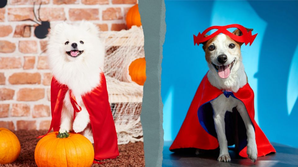 El perro es la mascota más popular en nuestro país, por ello muchos dueños los disfrazarán este Halloween 2024.