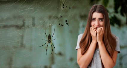 Estas son las dos ARAÑAS caseras PELIGROSAS según la UNAM