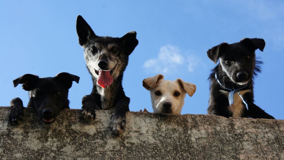 Los amantes de perros y gatos podrán aprender más de ellos.