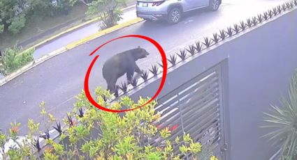 Oso es captado buscando comida en la colonia Satélite al sur de Monterrey