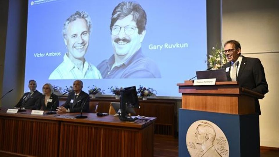 Victor Ambros y Gary Ruvkun obtienen el Premio Nobel de Medicina 2024.