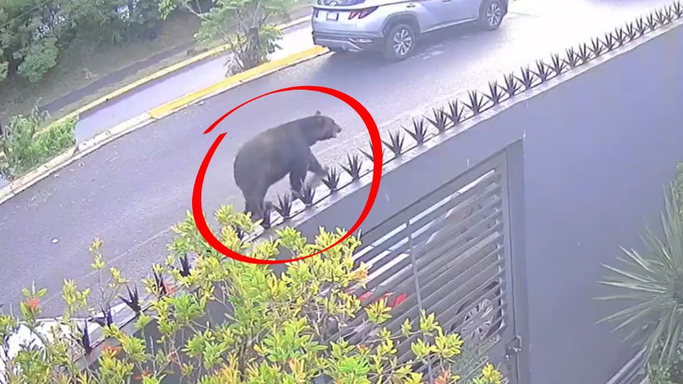 Oso es captado buscando comida en la colonia Satélite al sur de Monterrey