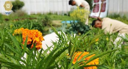 Inicia cultivo de flor de Cempasúchil en centros penitenciarios capitalinos