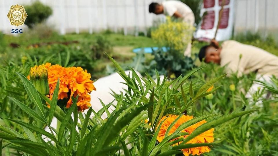 Decorarán las macetas en las que se sembrarán las plantas.