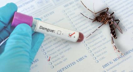 Mosquito de dengue: 3 características para distinguirlo de otros