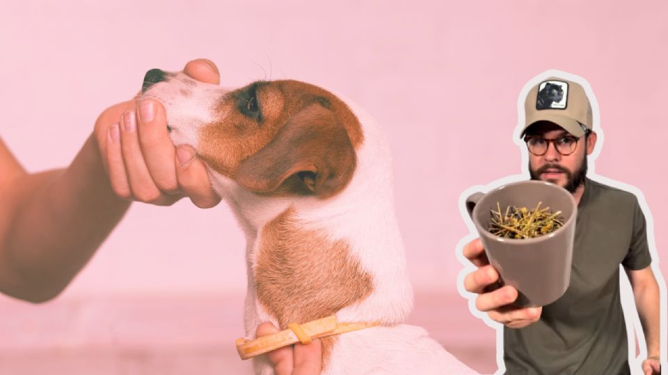 Con los sencillos del experto, puedes crear un repelente antipulgas que durará impregnado en el collar de tu mascota de 10 a 12 días.