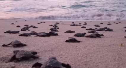 Arriban a Santuario oaxaqueño cientos de miles de tortugas