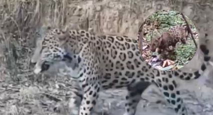 Confirman nacimiento de un jaguar en Nuevo León