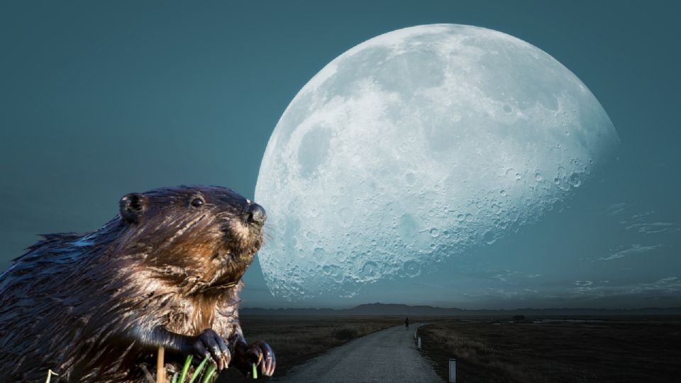 El nombre Luna de Castor proviene de las tribus indígenas de América del Norte mas en las regiones del noroeste y el centro de los Estados Unidos.