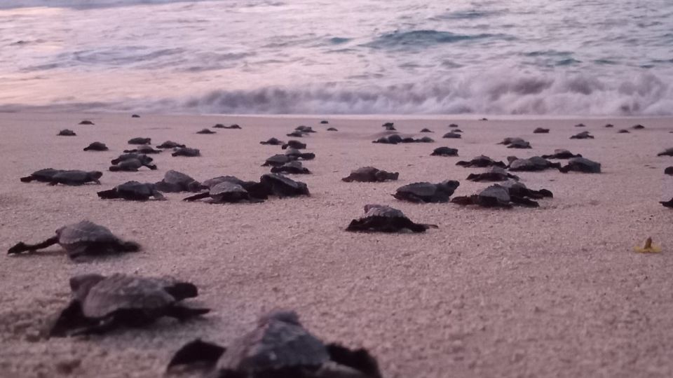 la playa de esta ANP es considerada la segunda más importante en México