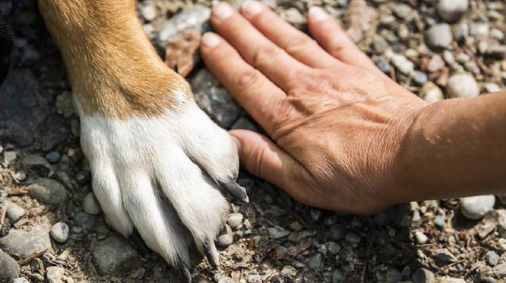 La SSC te invita a adoptar un lomito: Estos son los perros rescatados que buscan un hogar (FOTOS)